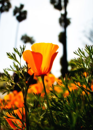 Orton Poppies