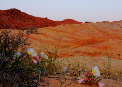 Valley Of Fire flowers