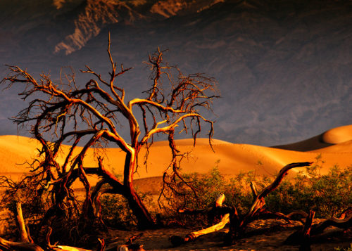 Mesquite Dunes Tree