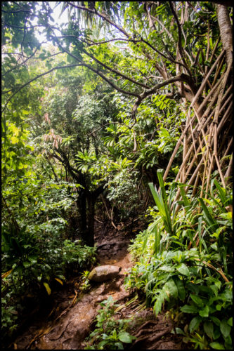 Walking Trees