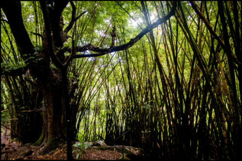 Bamboo Grove