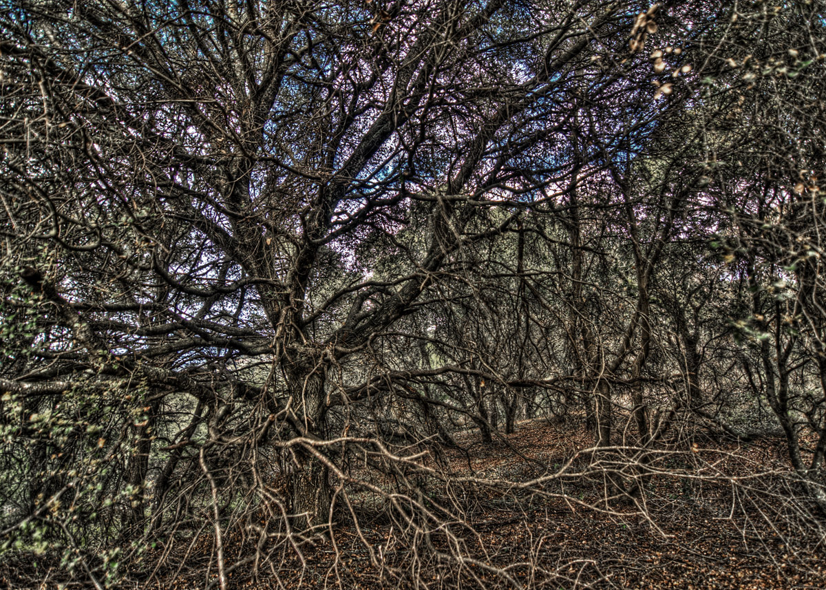 Tutorial: HDR Scary Tree
